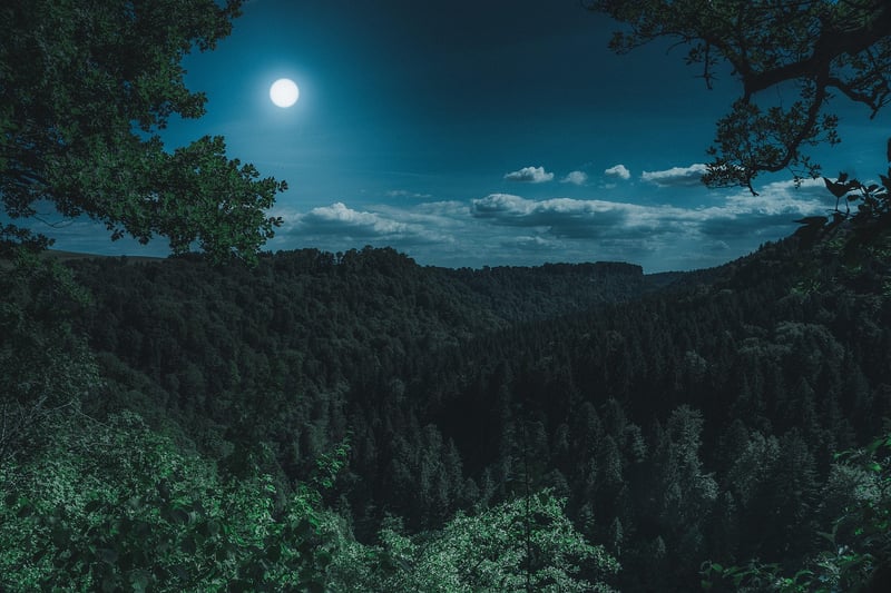 Mystical forests